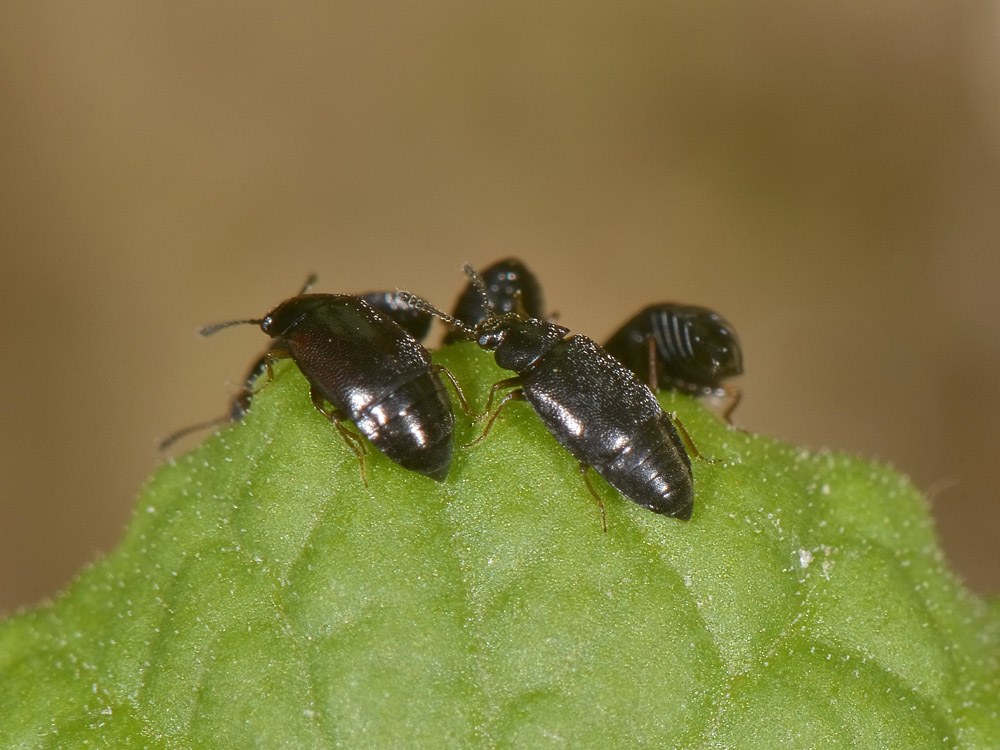 Invasione di Staphylinidae, gn Proteinus